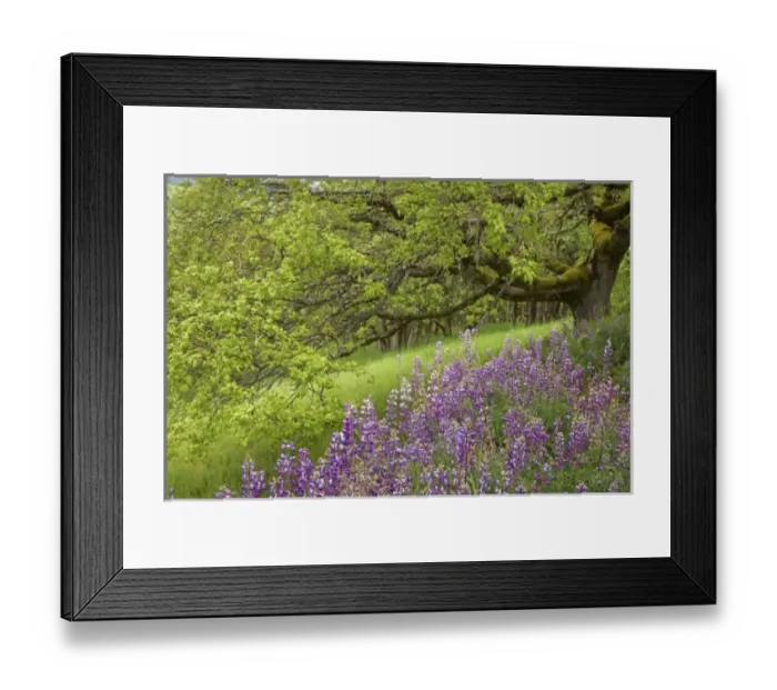Framed Print : USA, North America, California Framed Print : USA, North America, California