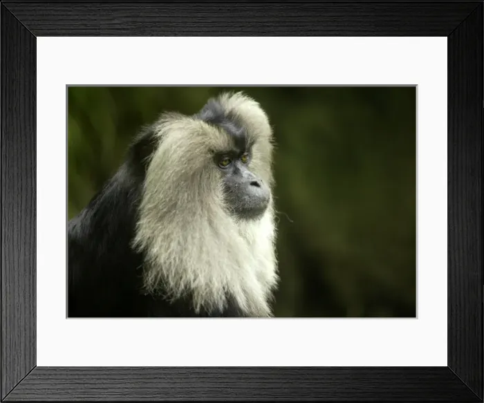 Framed Print : Lion-tailed Macaque (Macaca silenus), Endangered species found in SW India, San Diego Zoo Framed Print : Lion-tailed Macaque (Macaca silenus), Endangered species found in SW India, San Diego Zoo
