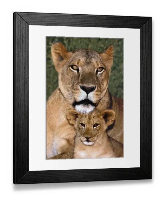Framed Print : USA, California, Los Angeles County. Portrait of African lioness mother and cub Framed Print : USA, California, Los Angeles County. Portrait of African lioness mother and cub