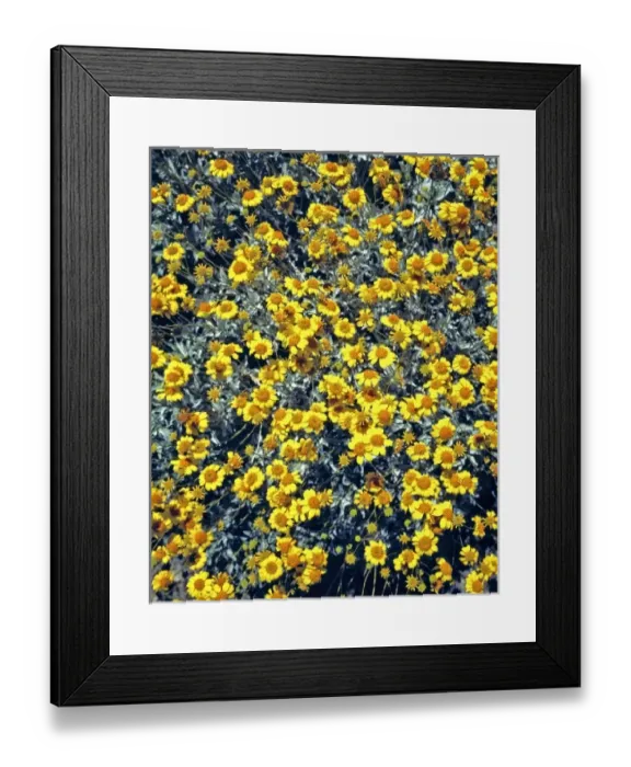 Framed Print : USA, North America, California Framed Print : USA, North America, California