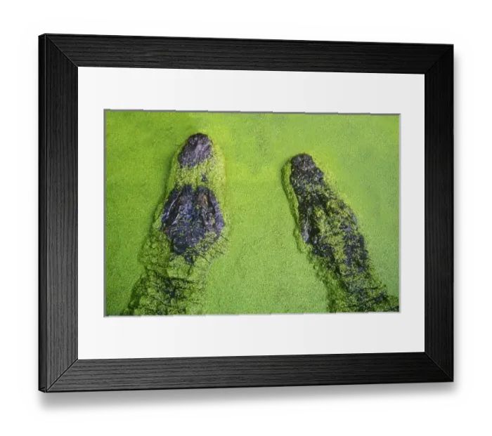 Framed Print : USA, North America, Florida Framed Print : USA, North America, Florida