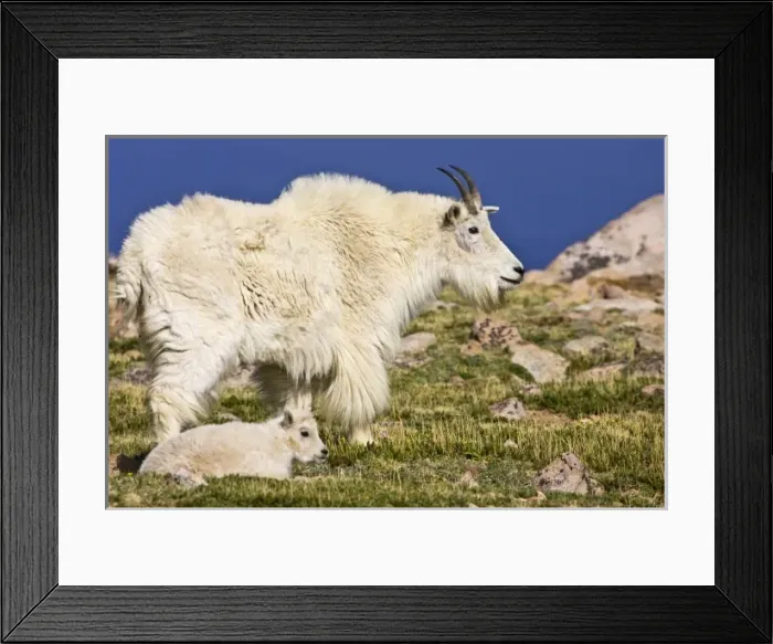 Framed Print : USA, Colorado, Rocky Mountains, Mount Evans, Mountain Goat (Oreamnos americanus) adult