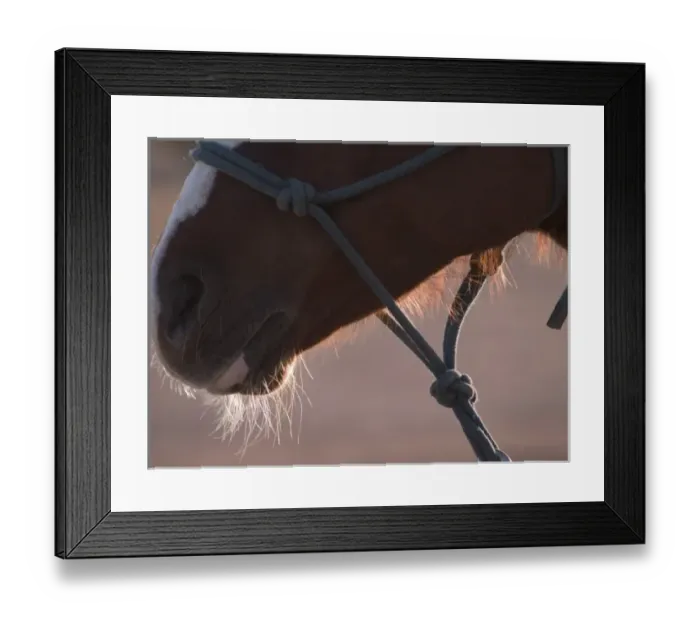 Framed Print : Tucson, Arizona: Nose of a horse of rodeo competitor at the Tucson Rodeo