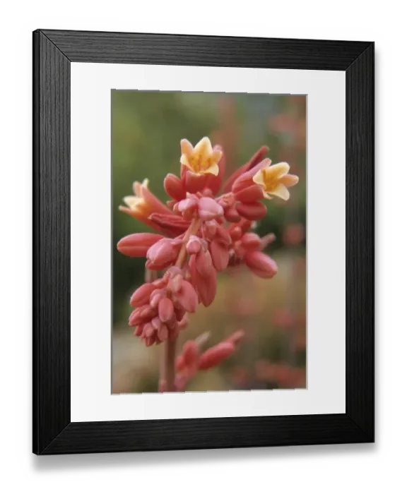Framed Print : Flower, Tucson Botanical Gardens Framed Print : Flower, Tucson Botanical Gardens