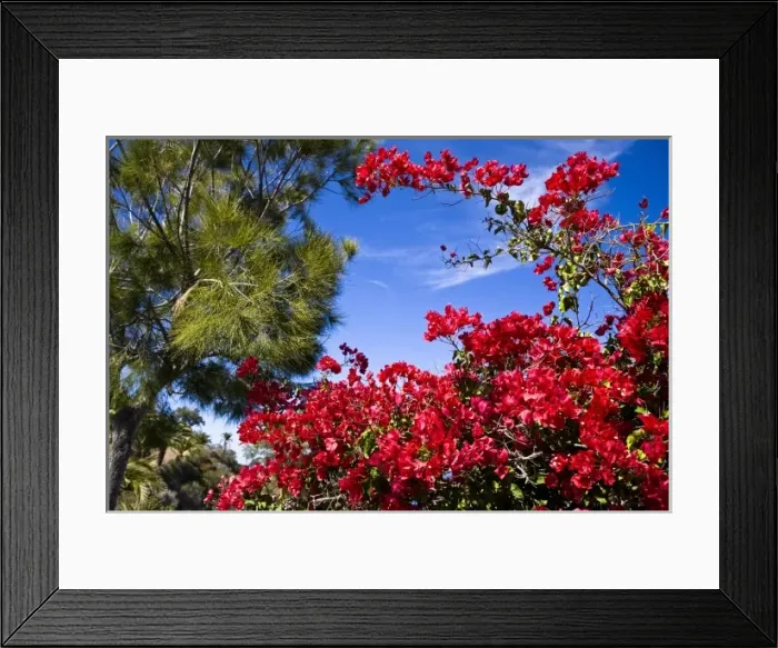 Framed Print : USA, Catalina Island. Taking a walk up the mountainside reveals a bright variety of local flowers