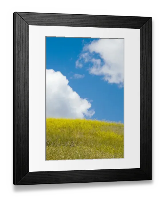 Framed Print : Field mustard, Brassica campestris, Lafayette Reservoir, Lafayette, California