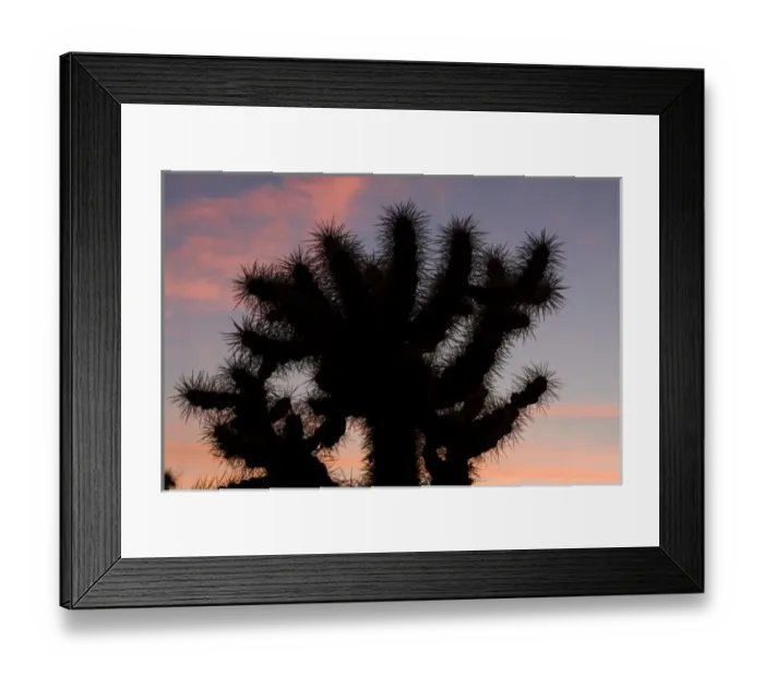 Framed Print : Silhouette at Sunset, Jumping cholla, Cylindropuntia fulgida, Sonoran Desert, High desert Park Framed Print : Silhouette at Sunset, Jumping cholla, Cylindropuntia fulgida, Sonoran Desert, High desert Park