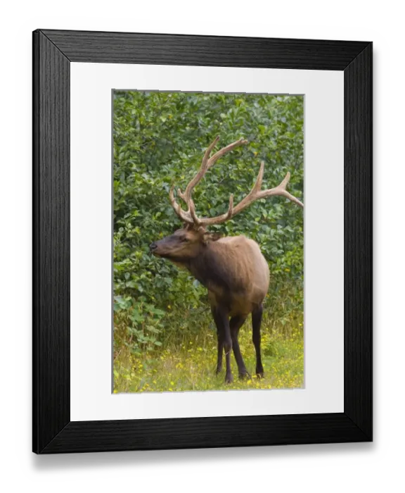 Framed Print : USA, North America, California