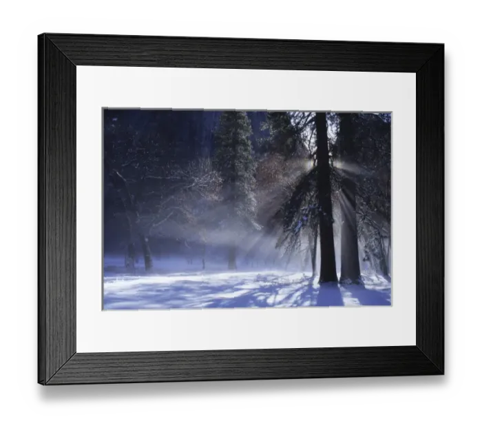 Framed Print : Sunrise streams through pine branches on a cold winter morning, Yosemite Valley Framed Print : Sunrise streams through pine branches on a cold winter morning, Yosemite Valley