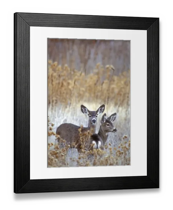 Framed Print : USA, North America, California Framed Print : USA, North America, California