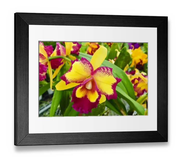 Framed Print : USA, North America, California Framed Print : USA, North America, California