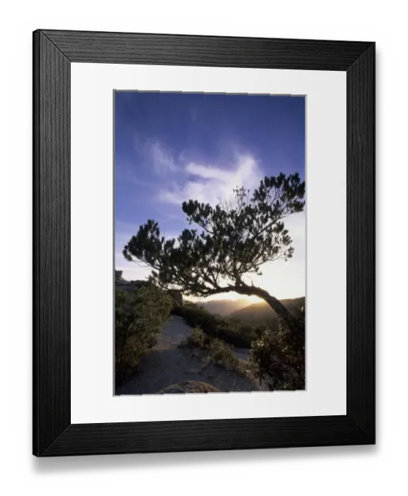 Framed Print : Tree silhouetted at sunset, Tucson, Arizona, United States Framed Print : Tree silhouetted at sunset, Tucson, Arizona, United States