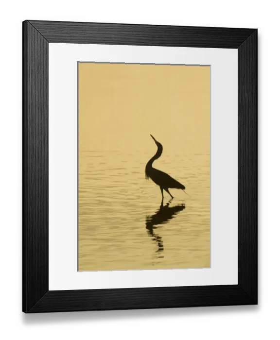 Framed Print : North America, USA, Florida, Merritt Island, regally posing wading bird silhouette Framed Print : North America, USA, Florida, Merritt Island, regally posing wading bird silhouette