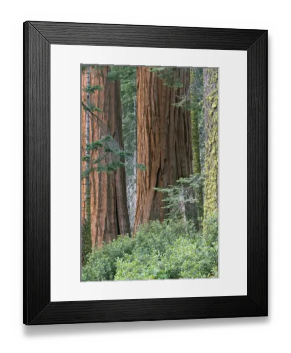 Framed Print : USA, North America, California