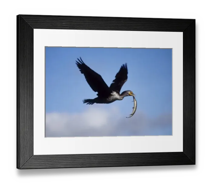 Framed Print : USA, Florida. Cormorant in flight carrying fish