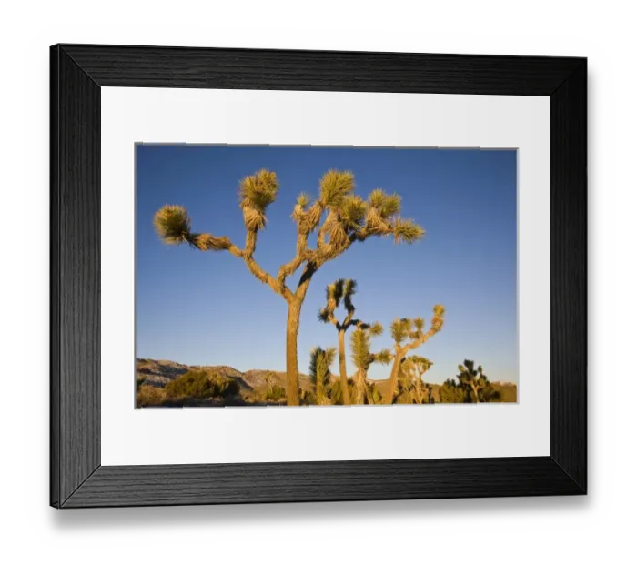 Framed Print : USA, California, Joshua Tree National Park. Joshua Tree, yucca brevifolia, in Hidden Valley, dawn