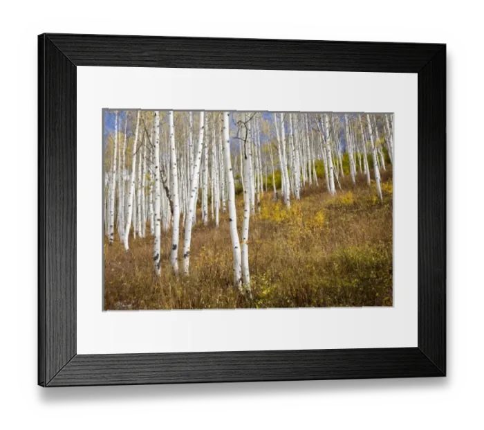Framed Print : USA, Colorado, Gunnison National Forest, along forest road 730 near Ohio Pass Framed Print : USA, Colorado, Gunnison National Forest, along forest road 730 near Ohio Pass
