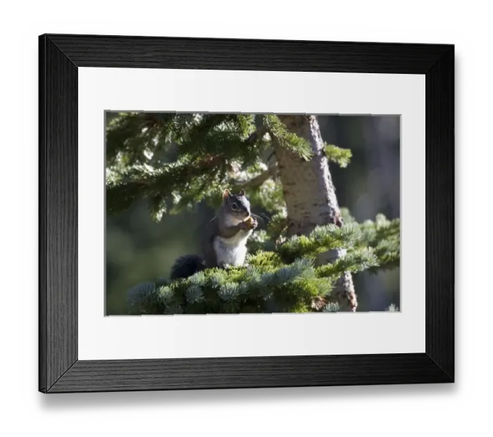 Framed Print : USA, North America, Colorado Framed Print : USA, North America, Colorado