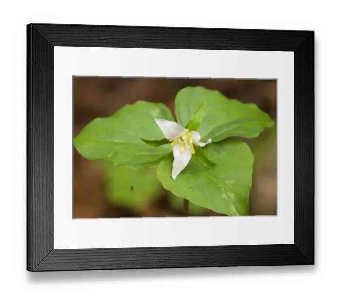 Framed Print : USA, North America, California