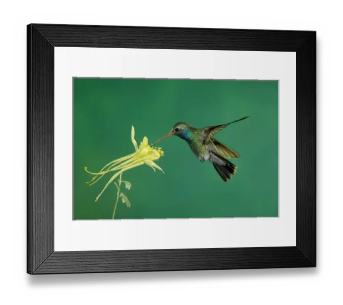 Framed Print : Male feeding on longspur columbine (Aquilegia longissima), Madera Canyon, Arizona, USA