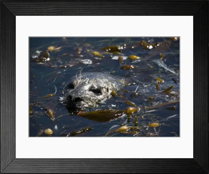 Framed Print : Harbor Seal (Phoca vitulina richardsi) resting in a kelp bed - Point Lobos State Reserve Framed Print : Harbor Seal (Phoca vitulina richardsi) resting in a kelp bed - Point Lobos State Reserve