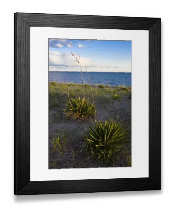 Framed Print : Yucca plants on Long Beach in Stratford, Connecticut. Adjacent to the Great Meadows Framed Print : Yucca plants on Long Beach in Stratford, Connecticut. Adjacent to the Great Meadows