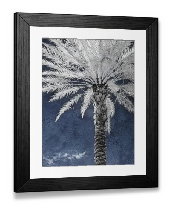 Framed Print : North America, Florida, Orlando, infrared stately palm tree against a blue sky and clouds Framed Print : North America, Florida, Orlando, infrared stately palm tree against a blue sky and clouds