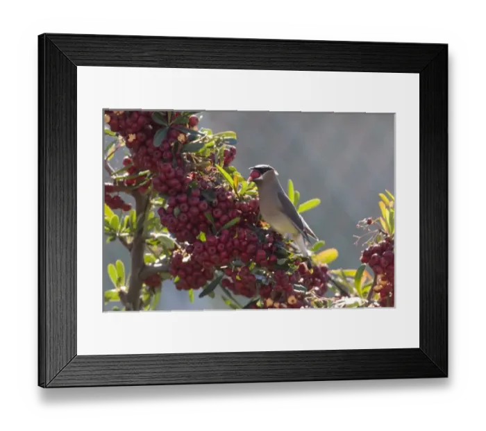Framed Print : USA, North America, California Framed Print : USA, North America, California