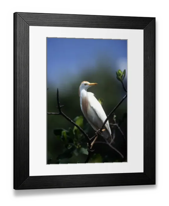 Framed Print : Nesting Egret, Everglades, Florida, USA Framed Print : Nesting Egret, Everglades, Florida, USA