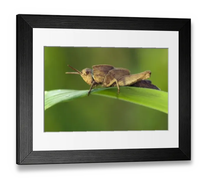Framed Print : USA, North America, Arkansas Framed Print : USA, North America, Arkansas
