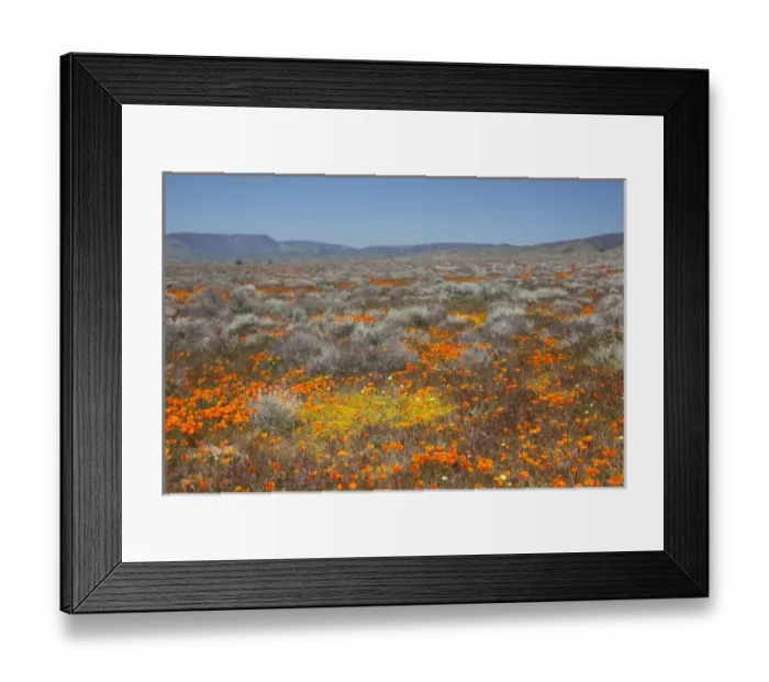 Framed Print : CA, Antelope Valley near Lancaster, Poppy and Goldfield flowers Framed Print : CA, Antelope Valley near Lancaster, Poppy and Goldfield flowers