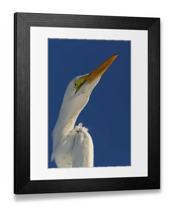 Framed Print : Great Egret in portrait, Casmerodius albus, Sanibel Island, Florida Framed Print : Great Egret in portrait, Casmerodius albus, Sanibel Island, Florida