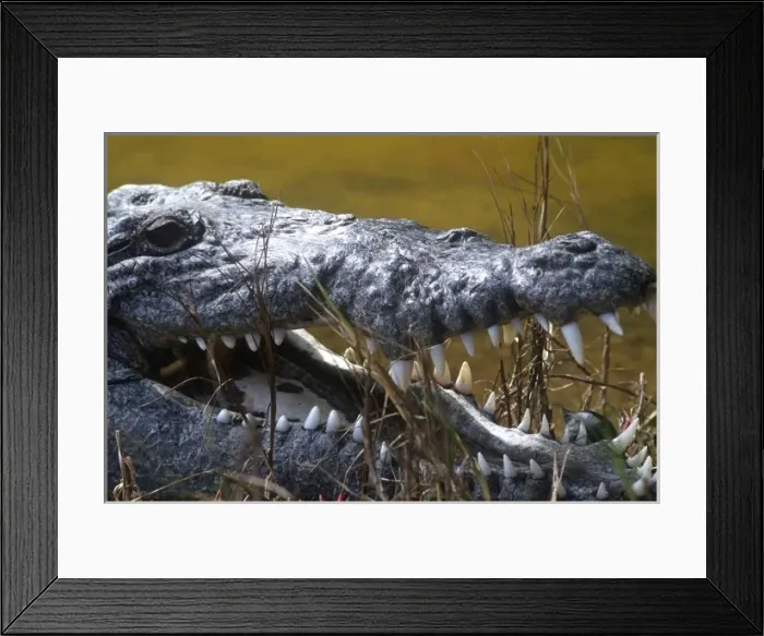 Framed Print : American crocodile found in the saltwater swamp of North Key Largo and the Everglades Framed Print : American crocodile found in the saltwater swamp of North Key Largo and the Everglades