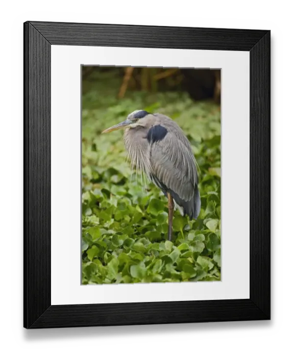 Framed Print : USA, North America, Florida