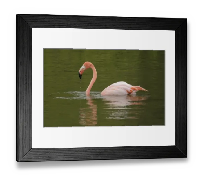 Framed Print : USA, Florida, Moreno Point. Greater flamingo with water dripping from bill while swimming Framed Print : USA, Florida, Moreno Point. Greater flamingo with water dripping from bill while swimming