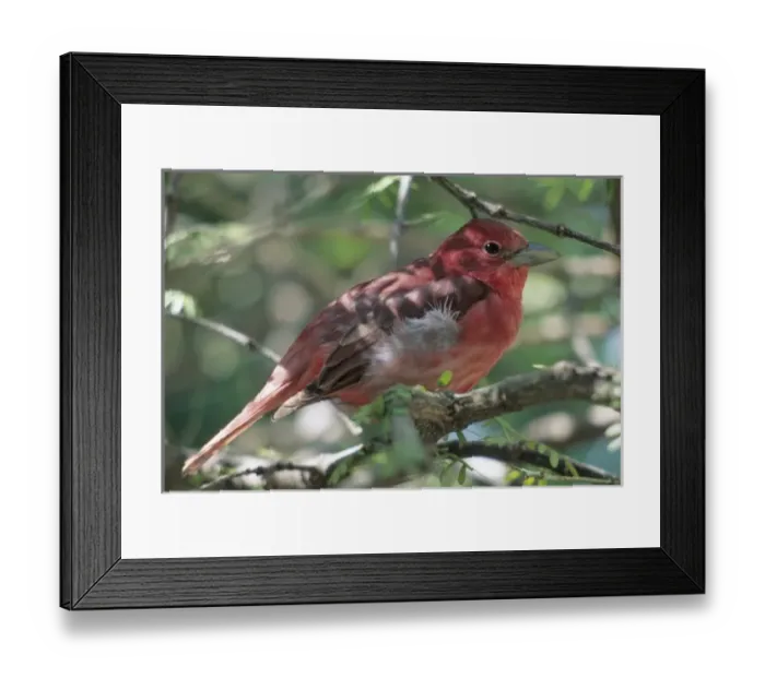 Framed Print : USA, North America, Arizona Framed Print : USA, North America, Arizona