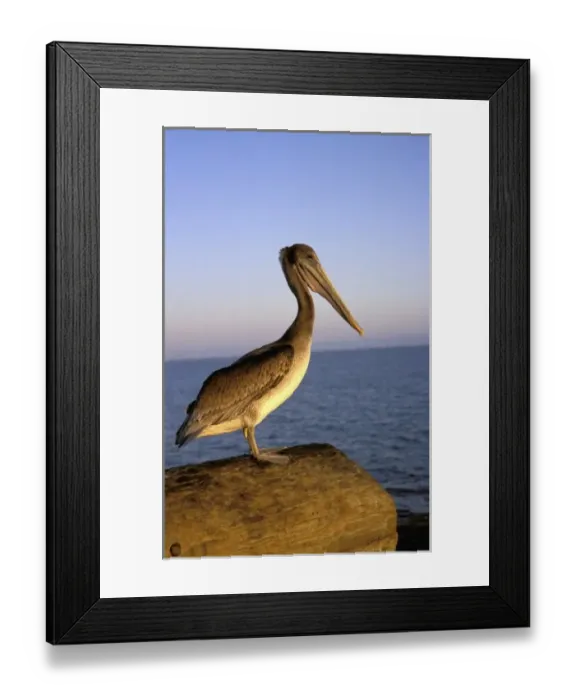 Framed Print : USA, California, Santa Barbara, Sterns Wharf, Pelican at sunset Framed Print : USA, California, Santa Barbara, Sterns Wharf, Pelican at sunset