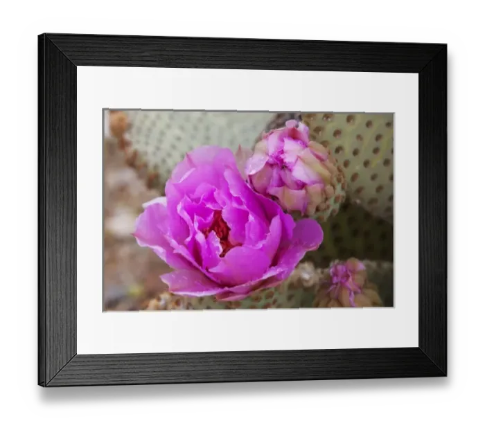 Framed Print : CA, Joshua Tree NP, flowering Beavertail cactus Framed Print : CA, Joshua Tree NP, flowering Beavertail cactus