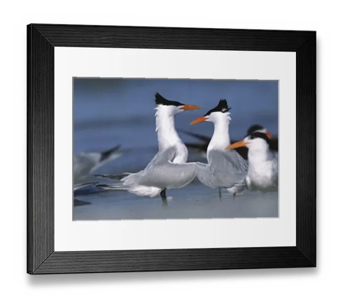 Framed Print : North America, USA, Florida, Fort De Soto Park. A pair of Royal Terns(Thalasseus Framed Print : North America, USA, Florida, Fort De Soto Park. A pair of Royal Terns(Thalasseus