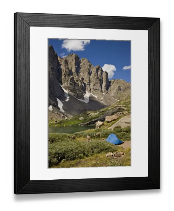 Framed Print : USA, Colorado, Sangre de Cristo Wilderness, Upper South Colony Lake. Bighorn sheep Framed Print : USA, Colorado, Sangre de Cristo Wilderness, Upper South Colony Lake. Bighorn sheep