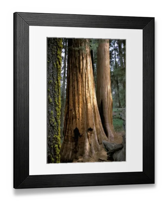 Framed Print : USA, California, Sequoia National Park, Hazelwood Trail, Giant Sequoia Trees