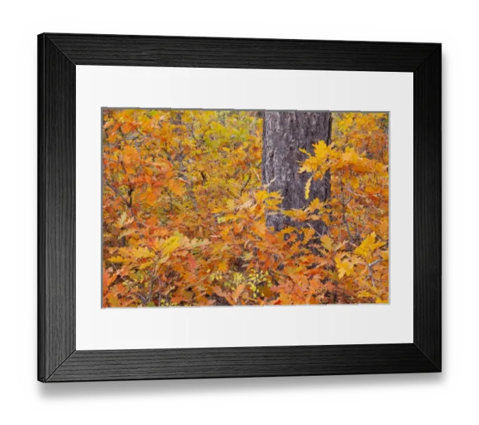 Framed Print : USA, Colorado, Mancos State Recreation Area, Gambel oak tree