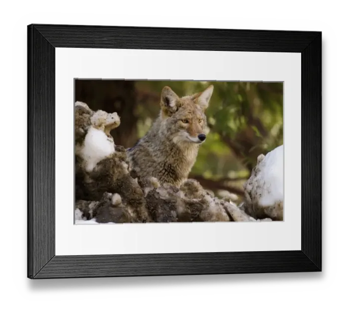 Framed Print : Coyote, Yosemite National Park, California, USA Framed Print : Coyote, Yosemite National Park, California, USA