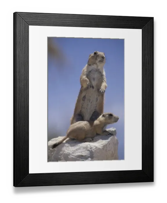 Framed Print : Black-tailed Prairie dog (Cynomys ludovicianus), Arizona-Sonora Desert Museum, Tucson Framed Print : Black-tailed Prairie dog (Cynomys ludovicianus), Arizona-Sonora Desert Museum, Tucson