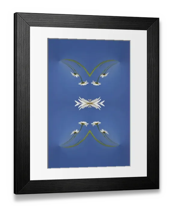 Framed Print : Special effects on daisy flower, Macon, Georgia Framed Print : Special effects on daisy flower, Macon, Georgia