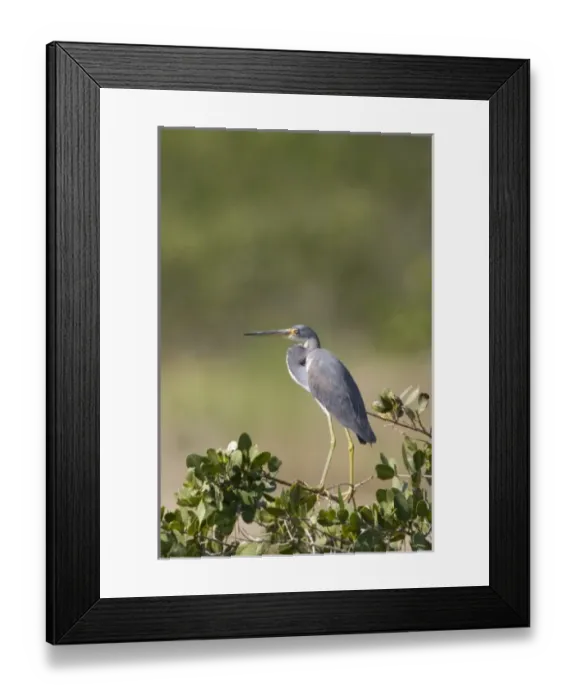 Framed Print : USA - Florida - Tricolored Heron at Merritt Island National Wildlife Refuge Framed Print : USA - Florida - Tricolored Heron at Merritt Island National Wildlife Refuge