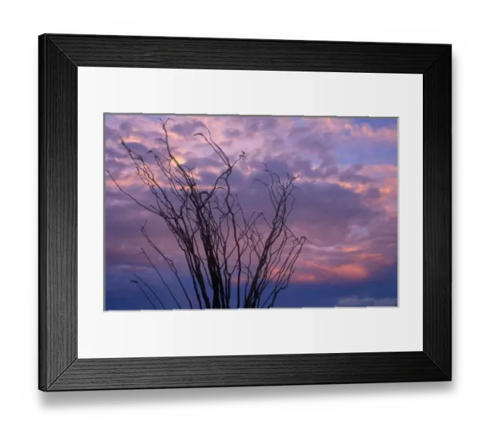 Framed Print : Ocotillo at sunrise in Anza-Borrego Desert State Park, CA Framed Print : Ocotillo at sunrise in Anza-Borrego Desert State Park, CA