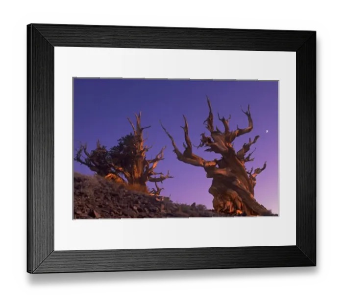 Framed Print : USA, California, White Mountains. Two bristlecone pine trees at sunset with a quarter moon