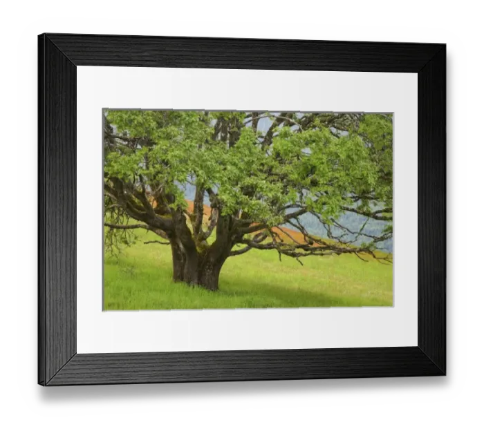 Framed Print : USA, North America, California