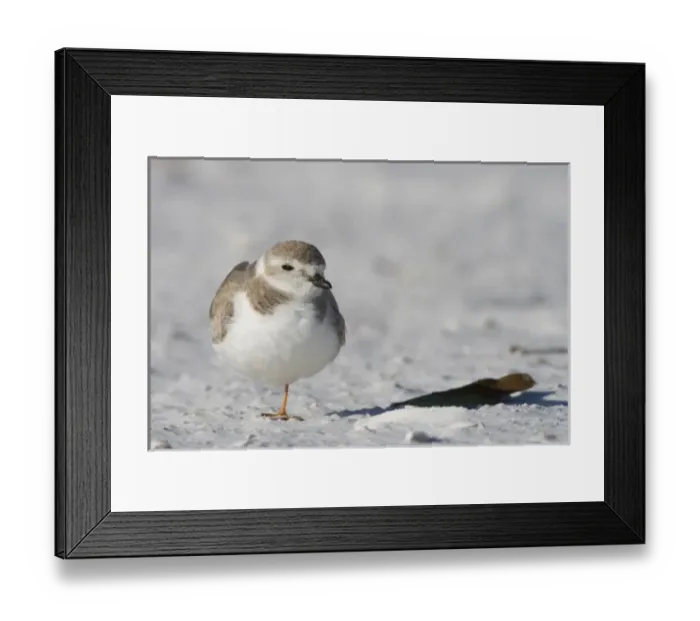 Framed Print : A Piping plover, Charadrius melodus, on North Beach at Fort De Soto Park in Pinellas County Framed Print : A Piping plover, Charadrius melodus, on North Beach at Fort De Soto Park in Pinellas County